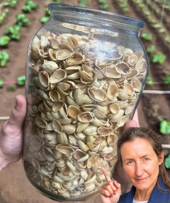 Innowacyjne zastosowania skorupek pistacji: często pomijany skarb ekologiczny