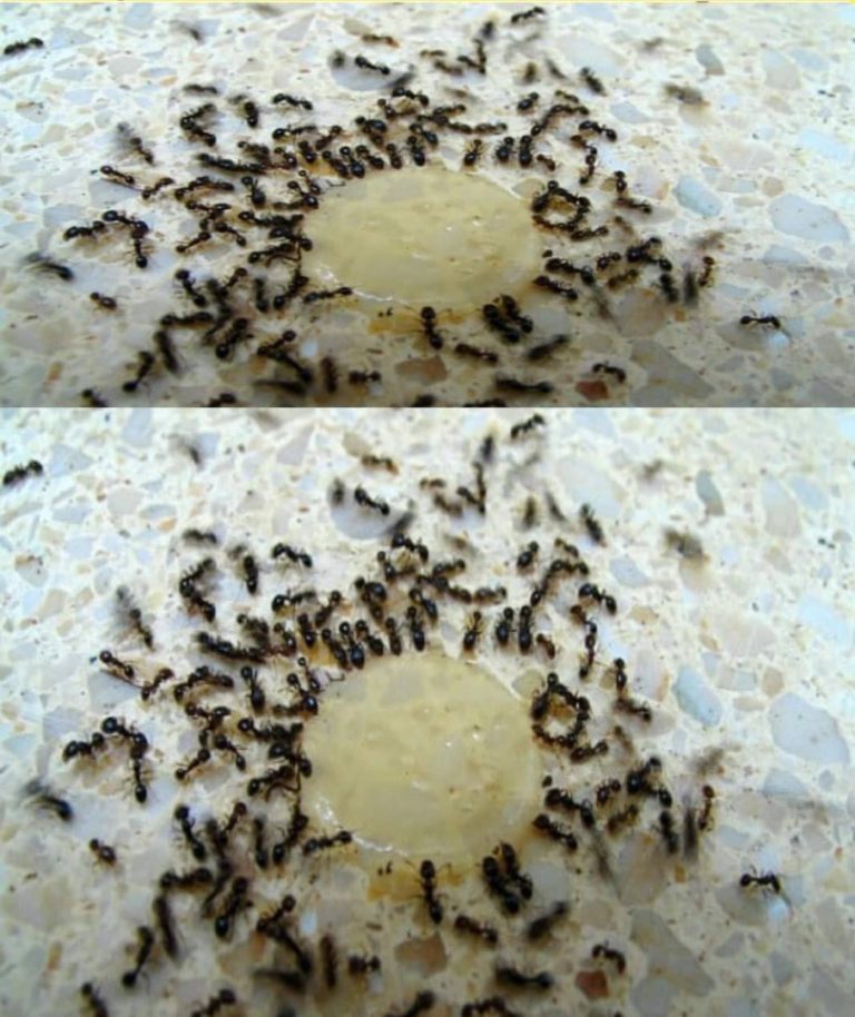 Oto jak pozbyć się mrówek w sposób naturalny