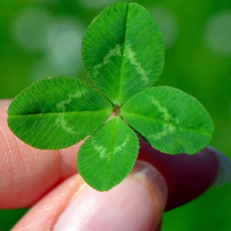 Znalezienie czterolistnej koniczyny: co to oznacza?