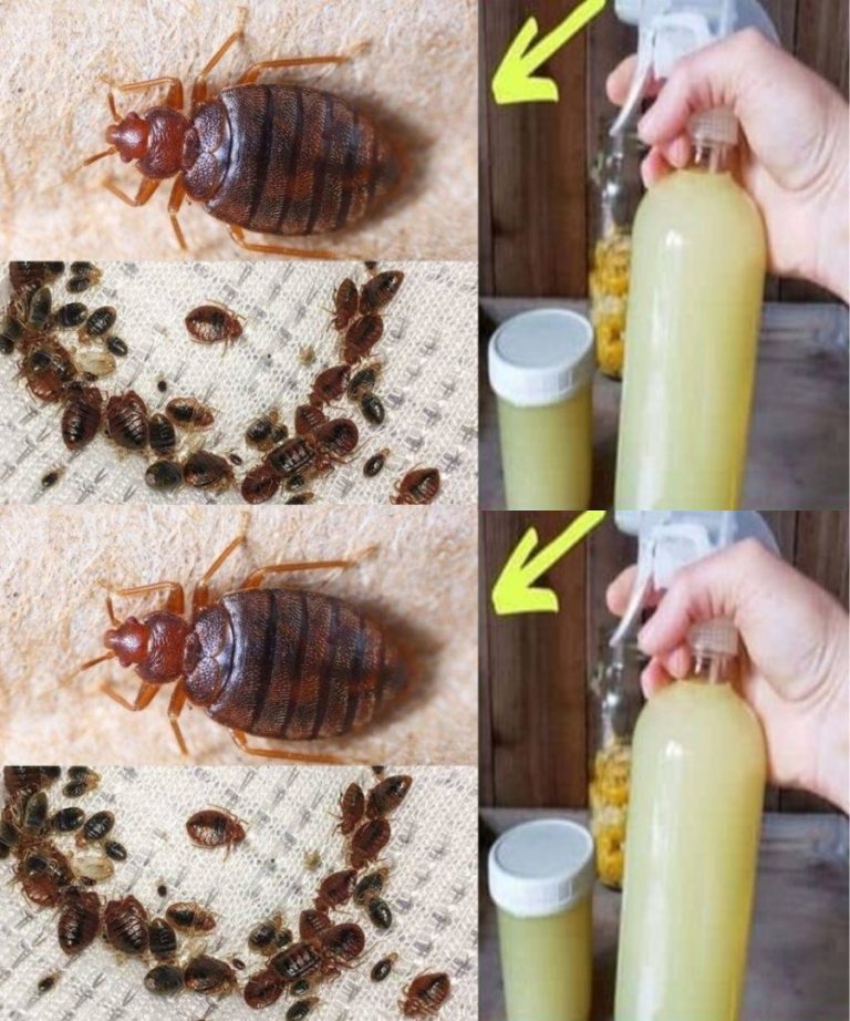 Skuteczne sposoby na szybką eliminację pluskiew, karaluchów i muszek owocówek