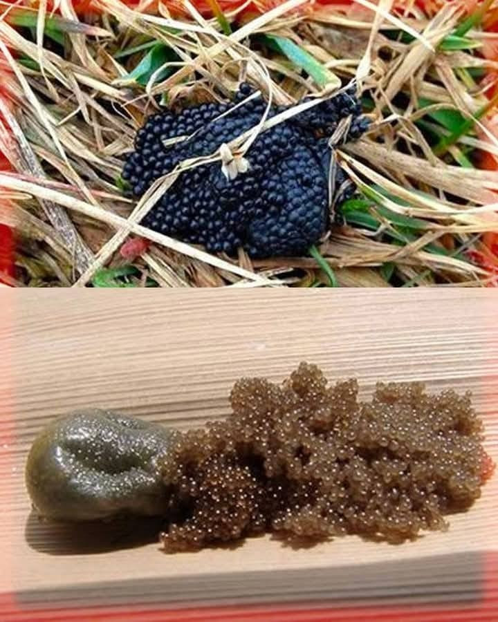 Kompletny przewodnik wykrywania i kontrolowania jaj kleszczy – „Spal je, jeśli zobaczysz je w swoim ogrodzie”