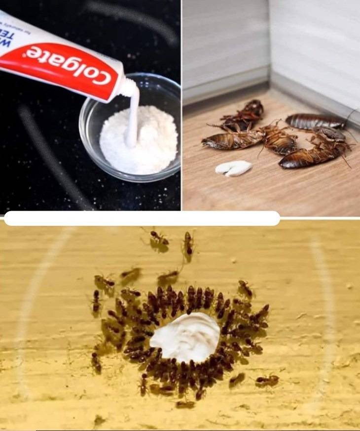 Jak trwale wyeliminować mrówki i roztocza w domu