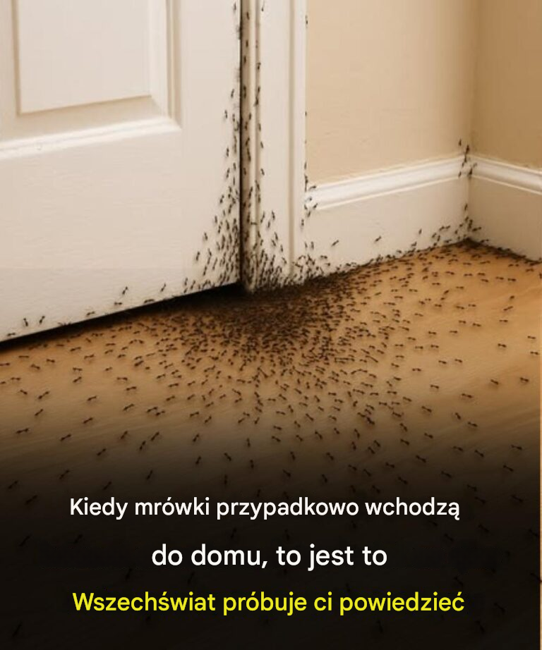 Kiedy mrówki bez ładu i składu pełzają po Twoim domu, to właśnie próbuje Ci powiedzieć Wszechświat