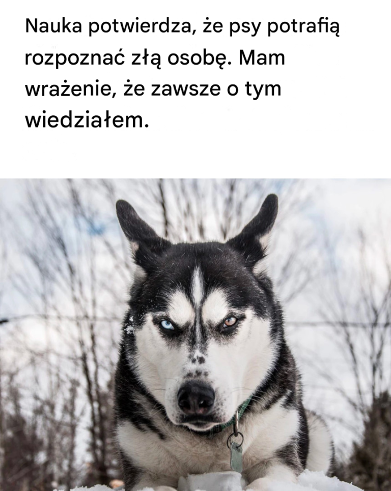Nauka potwierdza, że ​​psy potrafią rozpoznać złą osobę. Czuję, że zawsze to wiedziałem.