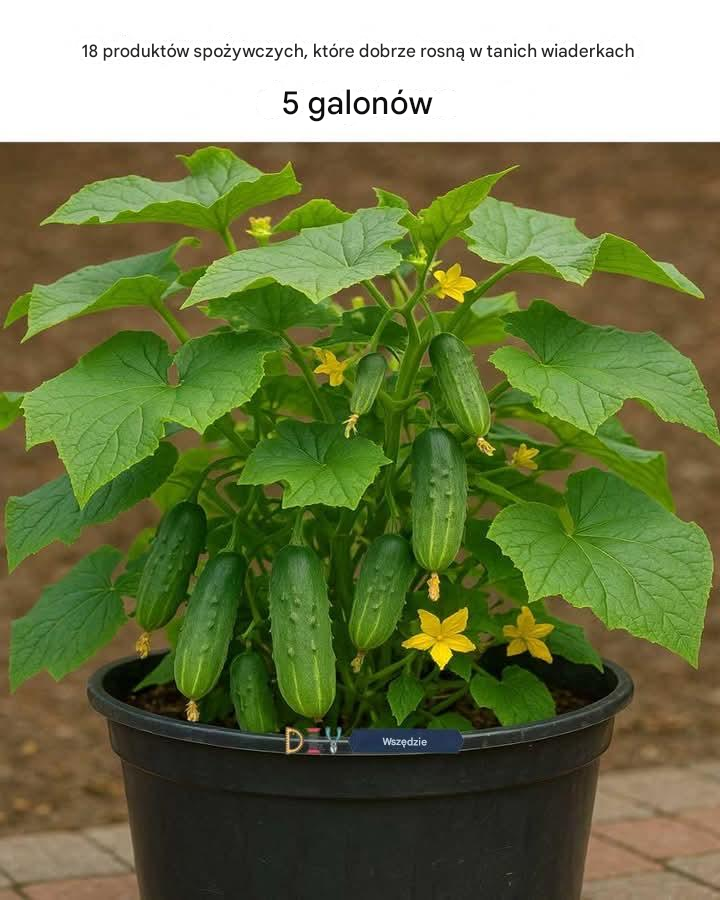 18 produktów spożywczych, które rosną w tanich 5-galonowych wiadrach