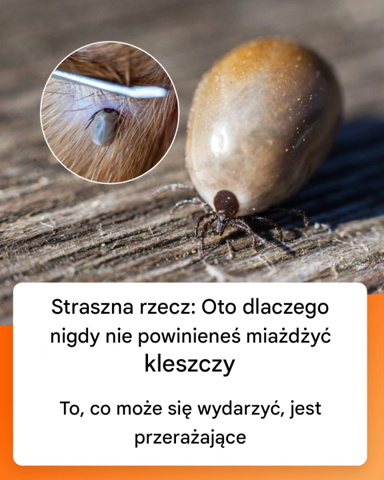 Dlaczego nigdy nie należy spuszczać kleszcza w toalecie