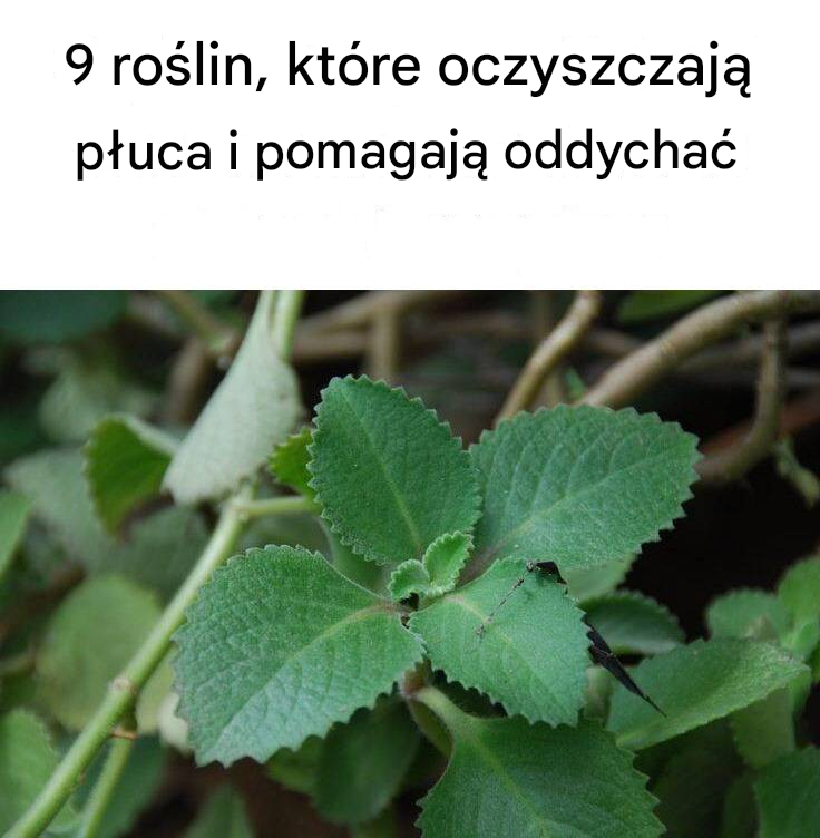 9 roślin, które oczyszczają płuca i pomagają oddychać