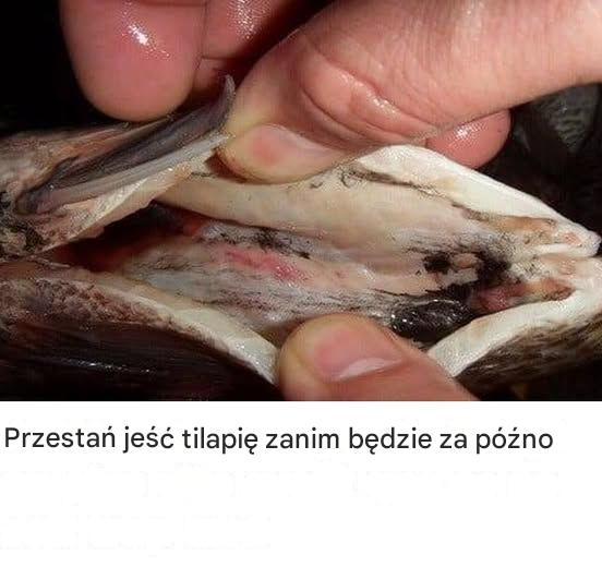 Przestań jeść tilapię zanim będzie za późno
