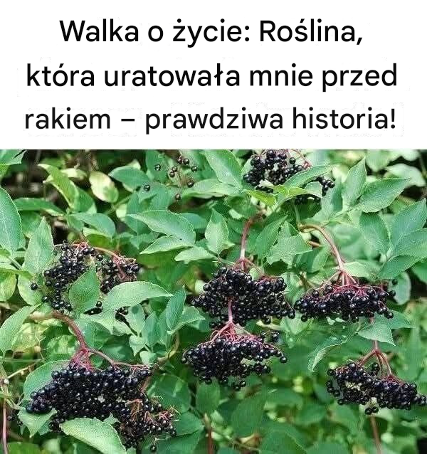 Walka o życie: Roślina, która uratowała mnie przed rakiem – prawdziwa historia!