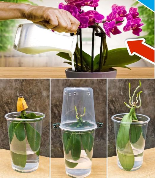 Kwitnące latem storczyki: magiczny trik, aby się tam dostać