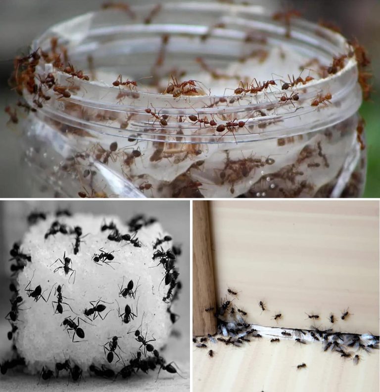 3 najskuteczniejsze pułapki, dzięki którym pozbędziesz się mrówek z domu i balkonu na zawsze