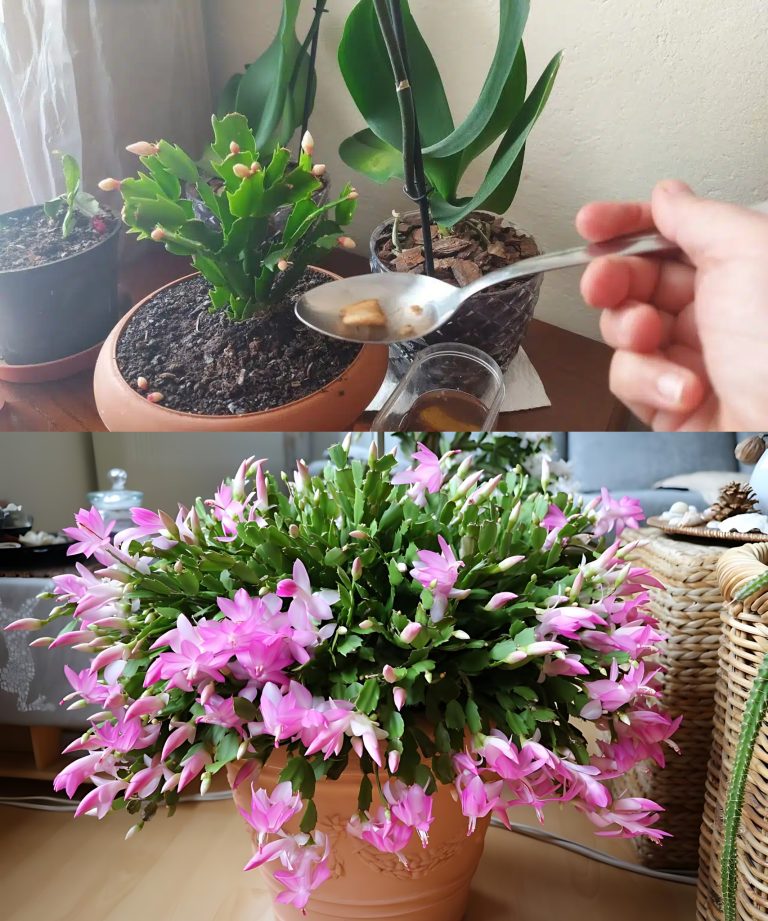 Właściciel kwiaciarni polecił mi ten domowy sposób: mój storczyk, schlumbergera i kaktus bożonarodzeniowy już zakwitły!