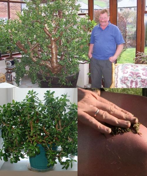 Cuda Monstery: Skarb dla zdrowia i bogactwathumb1