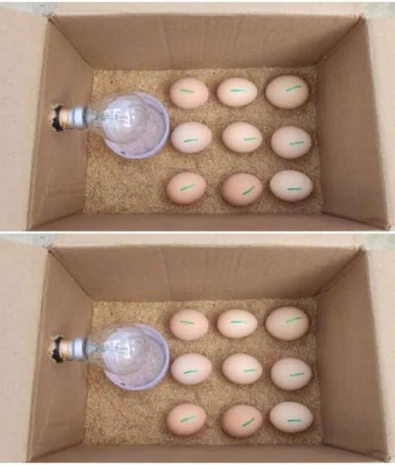 Stwórz własny inkubator z prostego pudełka papierowego: zabawny i łatwy projekt DIY