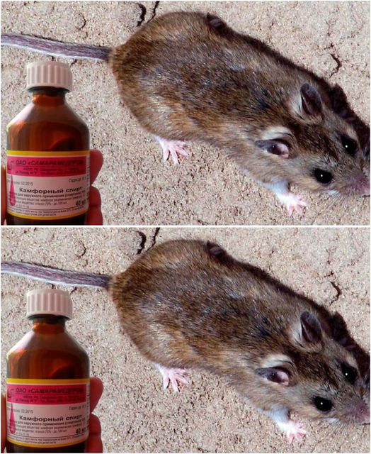 Myszy boją się tego środka tak samo jak ognia. Obejdziesz swój dom na Dziesiątej Ulicy