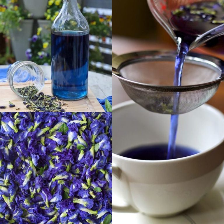 Herbata niebieska (herbata z groszku motylkowego): korzyści i zastosowania