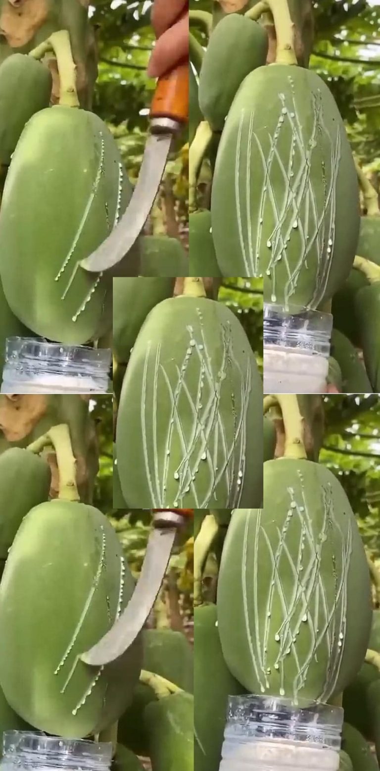 Wszyscy kochają papaję, ale większość ludzi nie zdaje sobie sprawy, jak ważny jest jej sok 🥛