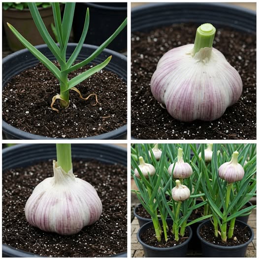 Jak uprawiać czosnek w doniczce i nigdy więcej go nie kupować