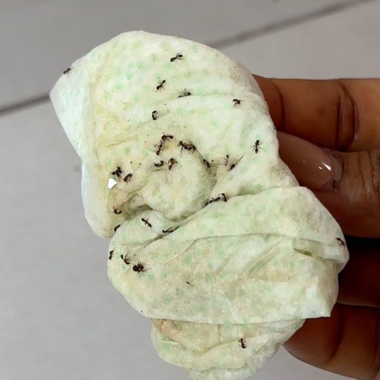 Wskazówka, jak naturalnie pozbyć się mrówek i karaluchów