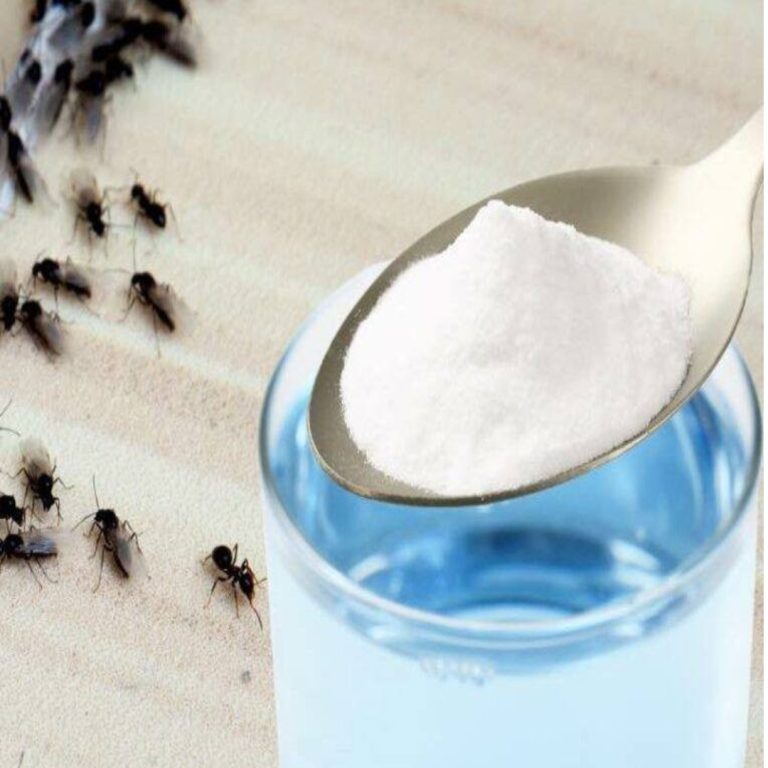 Mrówki w domu – skuteczny naturalny sposób na pozbycie się ich w 2 minuty