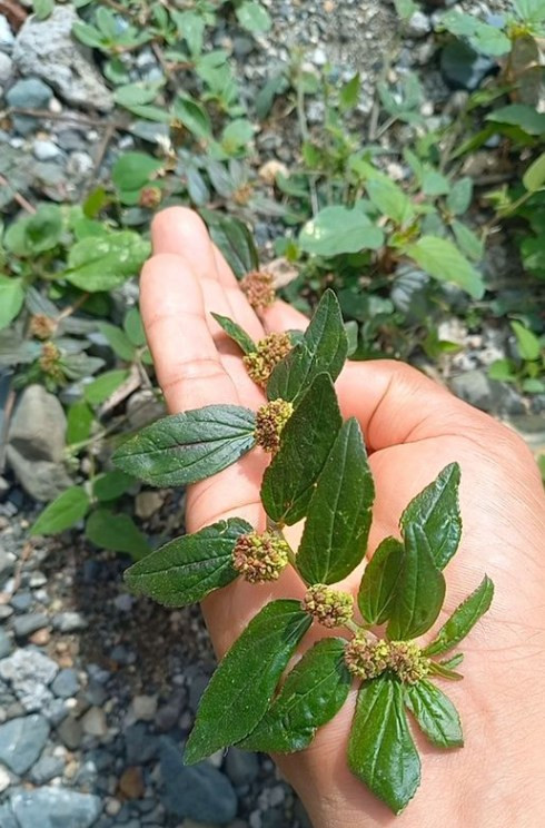 Roślina, którą widzisz na zdjęciu, jest jedną z najbardziej cudownych roślin na świecie