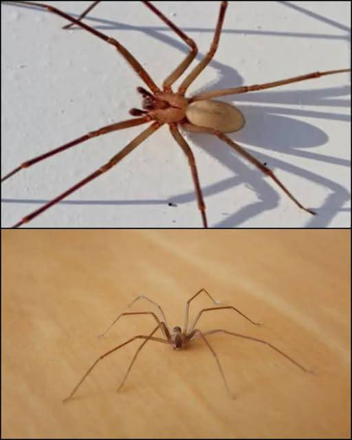 Pustelnik brunatny, pająk, na którego należy uważać