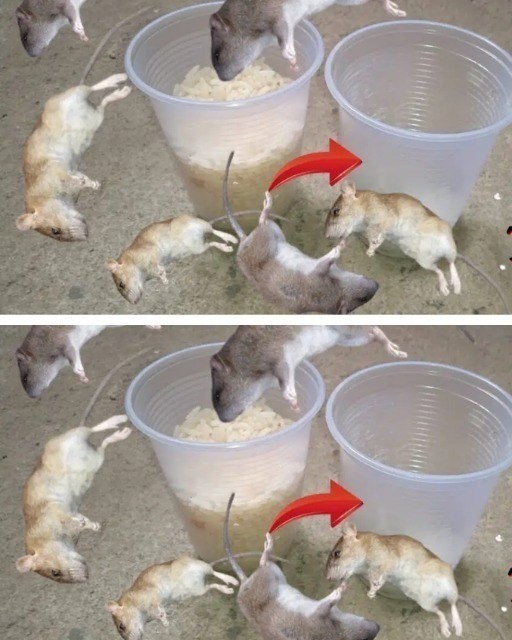 Użyj go, aby pozbyć się karaluchów i gryzoni.