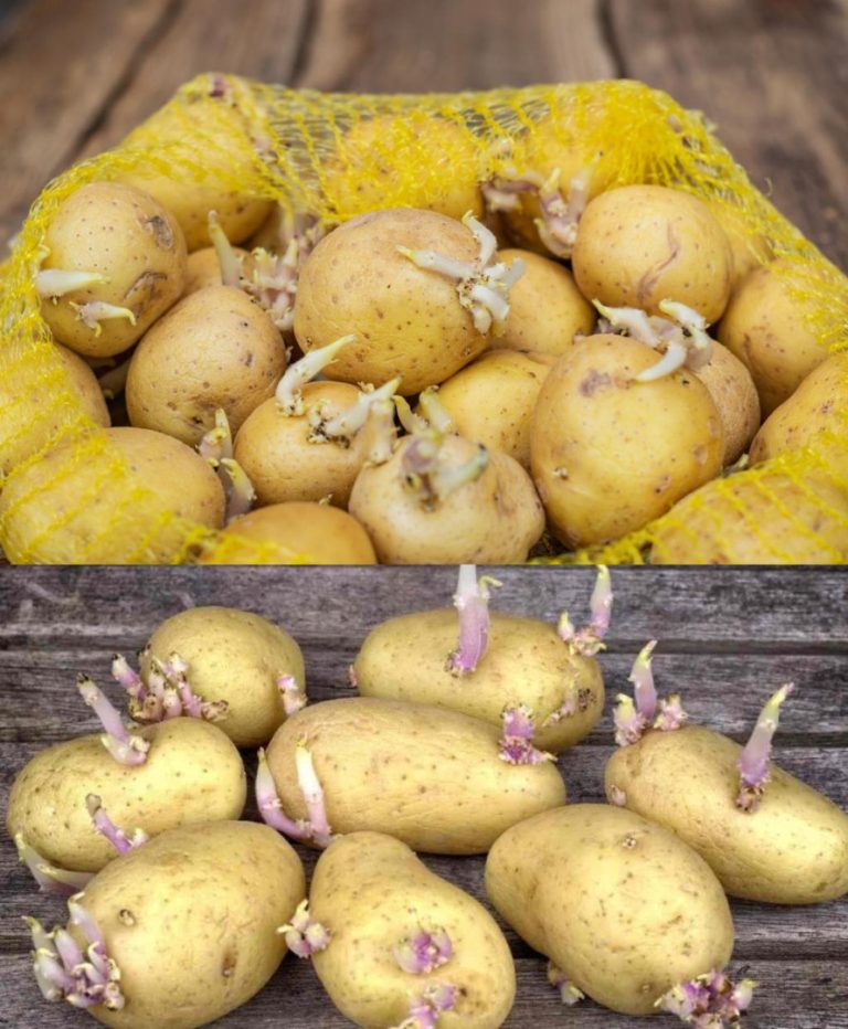 Jak przechowywać ziemniaki: 3 wskazówki, jak zapobiec kiełkowaniu