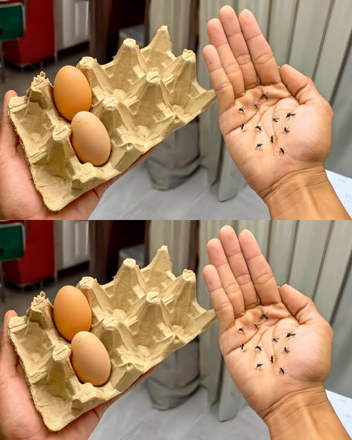 Pomysłowe połączenie kartonu na jajka i goździków: Twoja ekologiczna tarcza odstraszająca komary