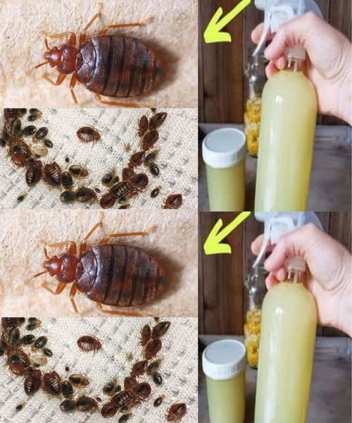 Skuteczne sposoby na szybką eliminację pluskiew, karaluchów i muszek owocówek