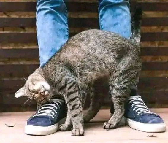 Zachowanie. Mój kot ociera się i drapie o mnie... Co to oznacza?