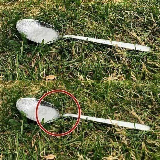 Zawsze, zanim wyjdziesz z domu, wsyp łyżeczkę cukru do ogrodu. Oto dlaczego.