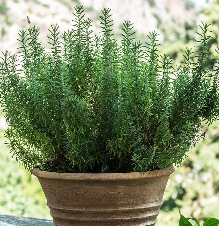 5 wskazówek jak uprawiać rozmaryn na balkonie