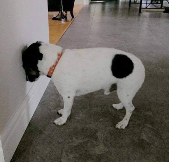 Ucisk głowy u psów i kotów: sygnał ostrzegawczy