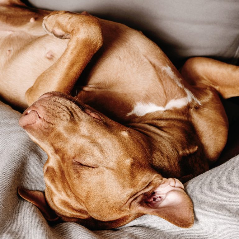 Co oznacza spanie psa na plecach?