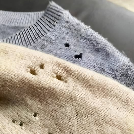 Jeśli znajdziesz takie dziury w swoich ubraniach, lepiej żebyś wiedział, co one oznaczają.