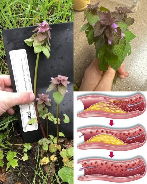 Prawdopodobnie widziałeś już tę roślinę rosnącą wszędzie... nie podejrzewając wcale jej niespodziewanej mocy.