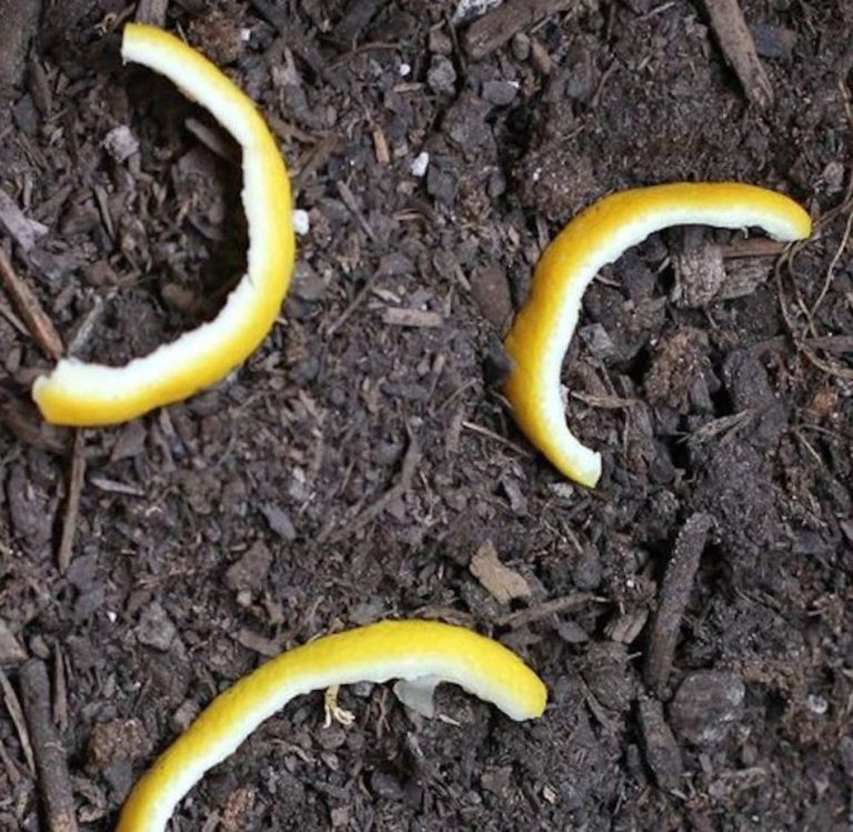 Ona wkłada skórki cytrynowe do ogrodu. Powód jest naprawdę sprytny!