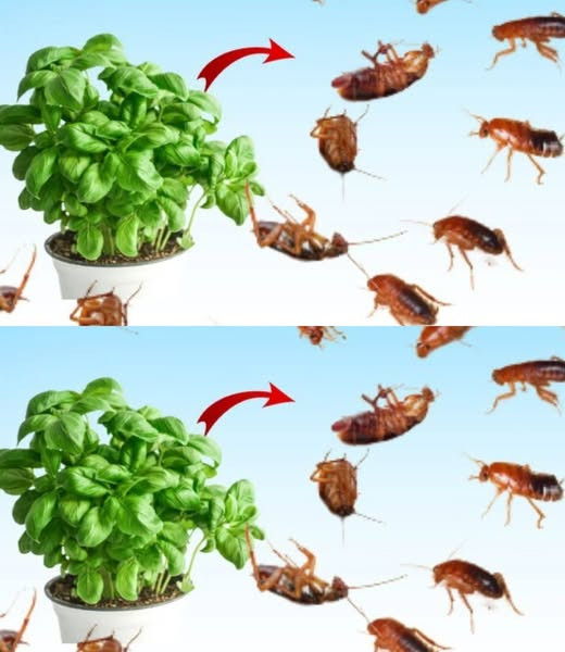 Umieść go w swoim domu na 1 godzinę, a nigdy więcej nie zobaczysz much, komarów ani karaluchów.