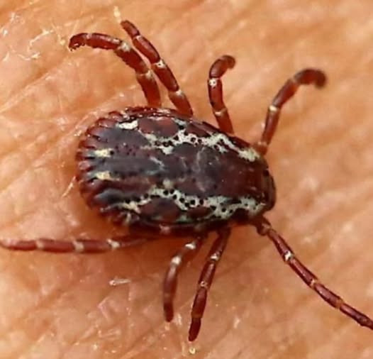 Pierwsze historyczne wykrycie gorączki krwotocznej krymsko-kongijskiej we Francji