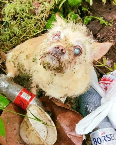 Oślepiony gęstą, skołtunioną sierścią, ten mały bezdomny pies uniknął najgorszego dzięki interwencji swoich ratowników