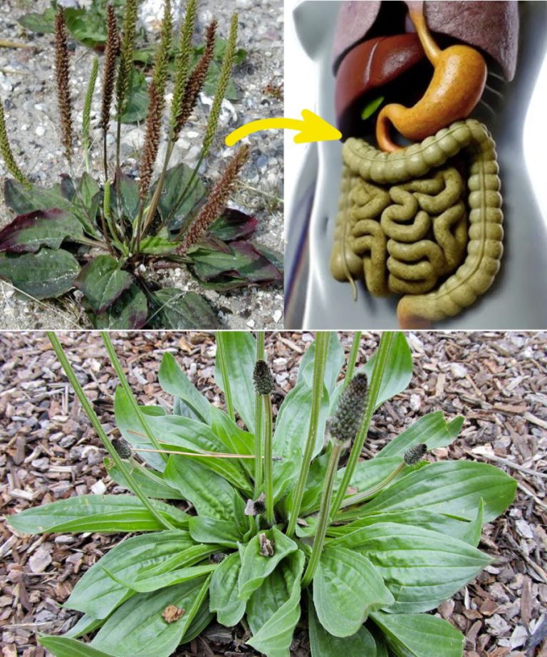 Ten ogrodowy „chwast” kryje w sobie niespodziewane moce