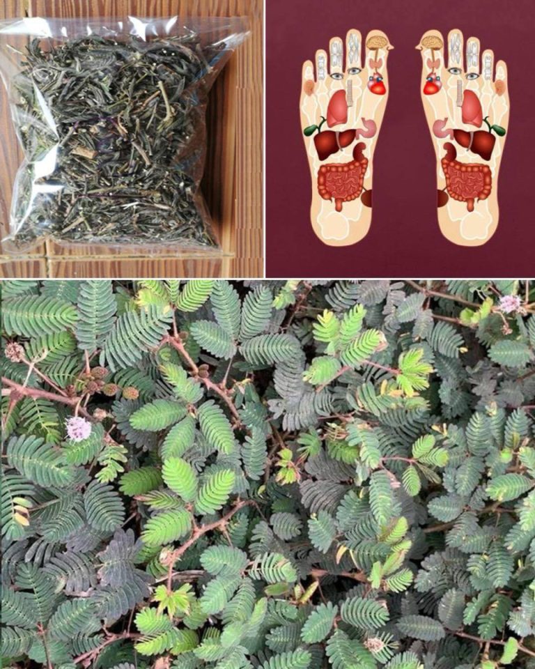 Wyjątkowe korzyści zdrowotne tej rośliny