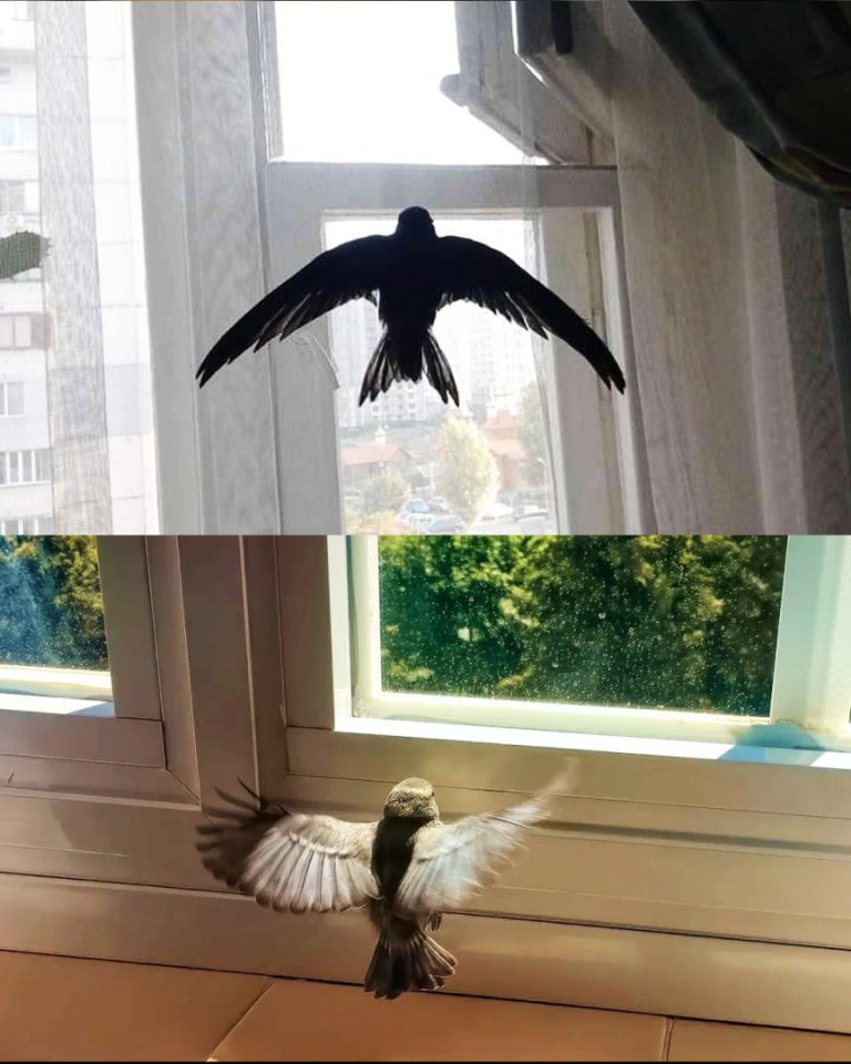 Co oznacza wejście ptaka do domu?