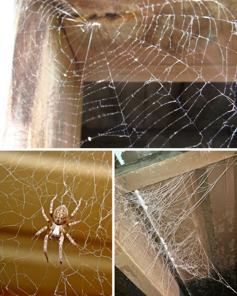 Dlaczego w domu nagle pojawiają się pajęczyny?
