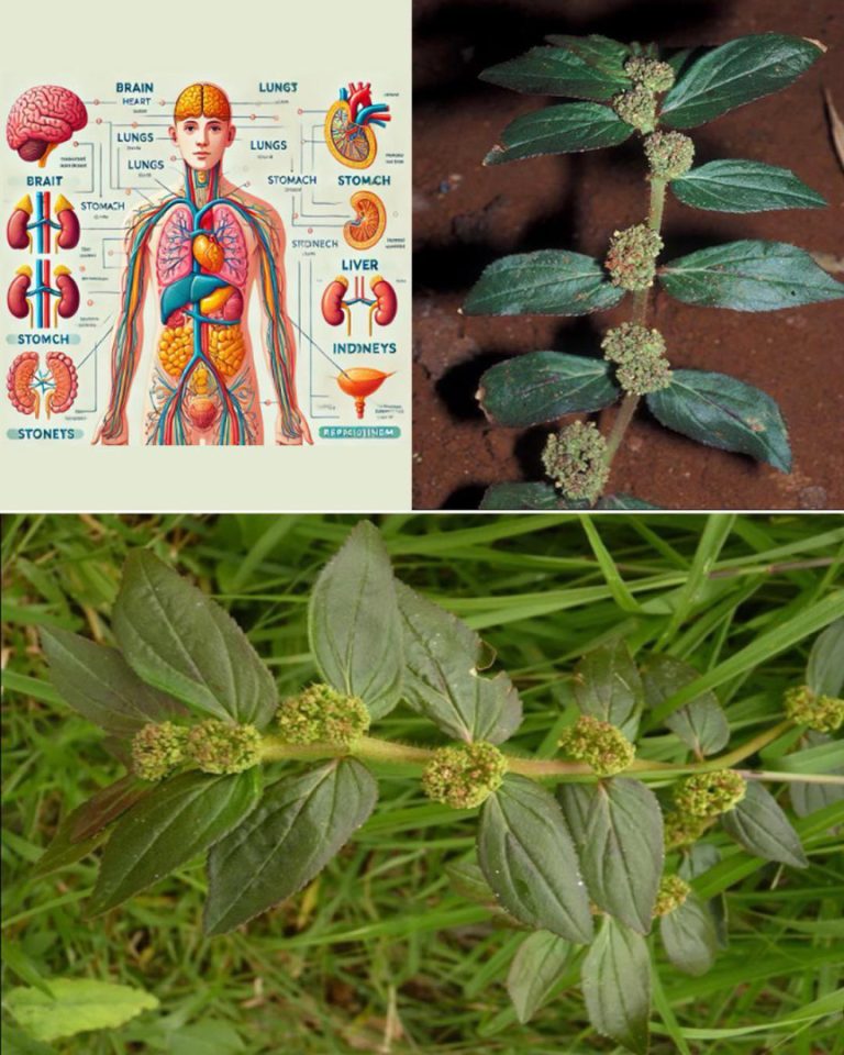 7 zaskakujących korzyści zdrowotnych tej rośliny