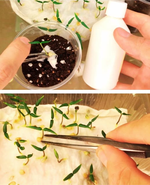 Dlaczego nie wpadłem na to wcześniej? Teraz wysiewam paprykę w lutym-marcu tylko metodą bezglebową!