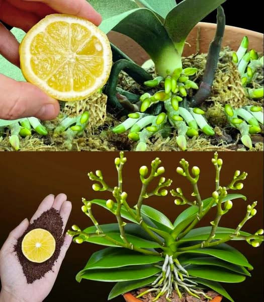 Dlaczego koniecznie trzeba smarować storczyki cytryną?