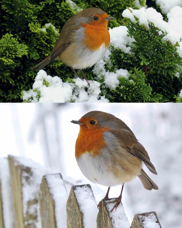 Jak przyciągnąć rudziki do ogrodu? 5 wskazówek i trików