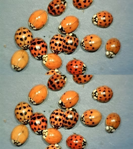 Oto co oznacza spotkanie z żółtą biedronką